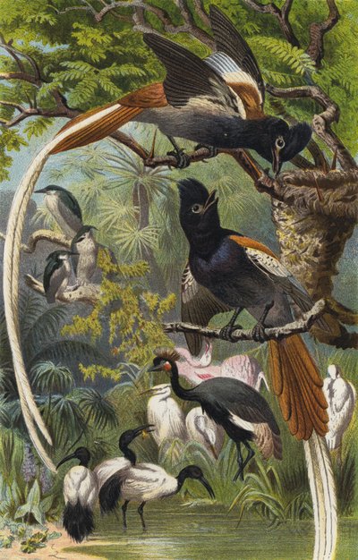 Paradise Flycatcher by European School